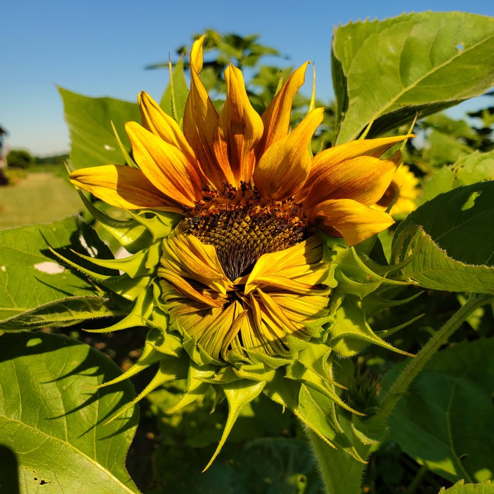 Meet your Posher, Sarah